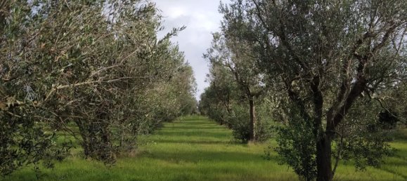 Земельный участок 4300м² в Minervino di Lecce, Италия № 255188 3