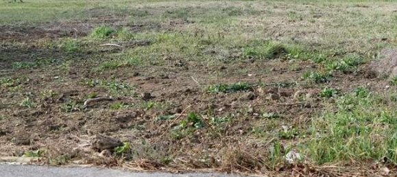 772m² Land in Forlì, Italy No. 149446 3