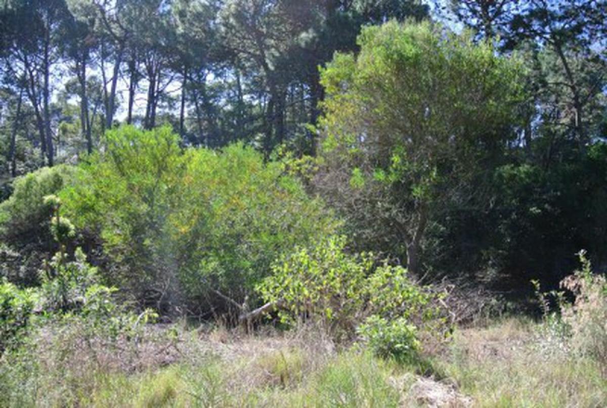  قطعة أرض في Maldonado, Uruguay رقم 15409