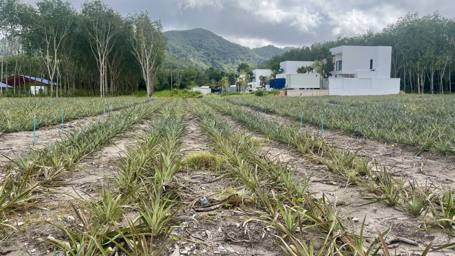 Grundstück in Phuket, Thailand 4800m², Nr. 68216