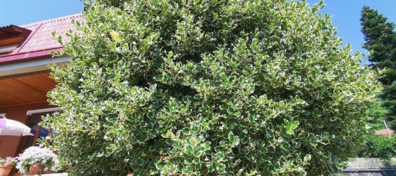 8 bedrooms Villa in Rubiana, Italy No. 339865 7