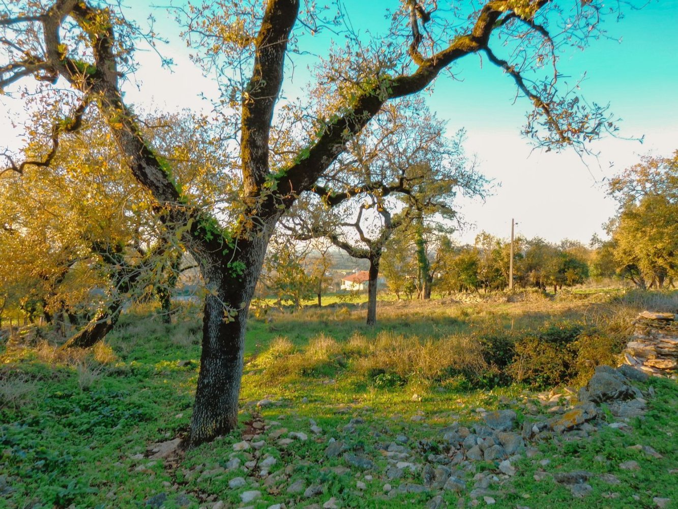  Land in Aljubarrota, Portugal No. 261508