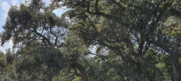 Terreno em Cadiz, Spain N.º 72382 12