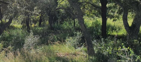 Terreno em Cadiz, Spain N.º 72382 13