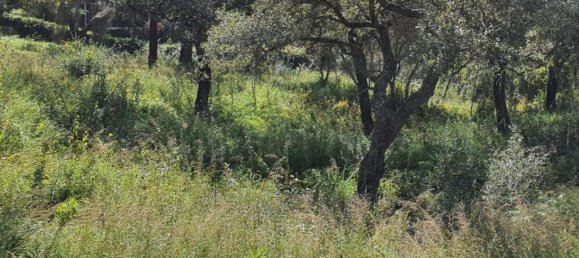 Terreno em Cadiz, Spain N.º 72382 14