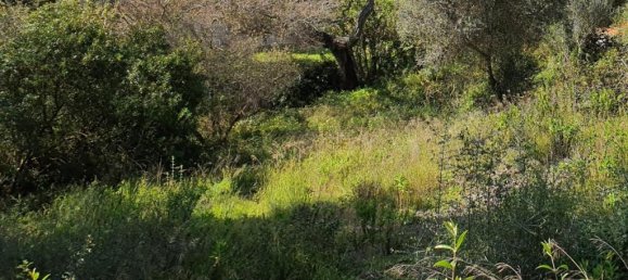 Terreno em Cadiz, Spain N.º 72382 9