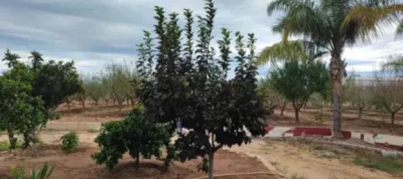 Propriété commerciale à Sueca, Spain No. 133732 13