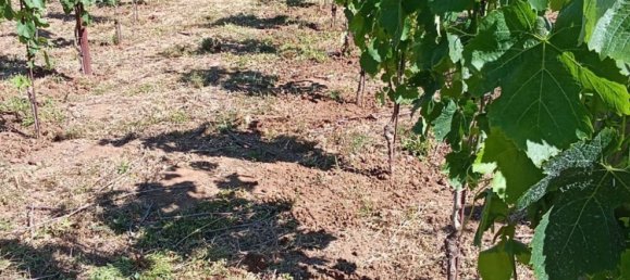 Grundstück in Tramonti, Italy 7500m², Nr. 280326 10