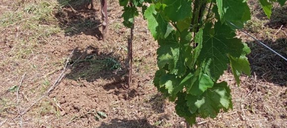 Grundstück in Tramonti, Italy 7500m², Nr. 280326 5