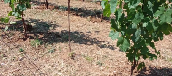 Grundstück in Tramonti, Italy 7500m², Nr. 280326 20