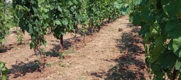 Grundstück in Tramonti, Italy 7500m², Nr. 280326 2