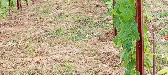 Grundstück in Tramonti, Italy 7500m², Nr. 280326 9