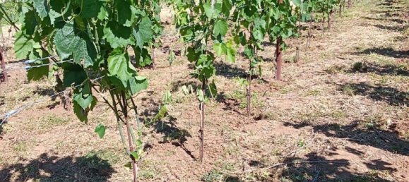 Grundstück in Tramonti, Italy 7500m², Nr. 280326 8