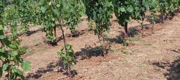 Grundstück in Tramonti, Italy 7500m², Nr. 280326 19