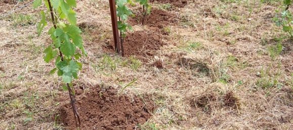 Grundstück in Tramonti, Italy 7500m², Nr. 280326 14