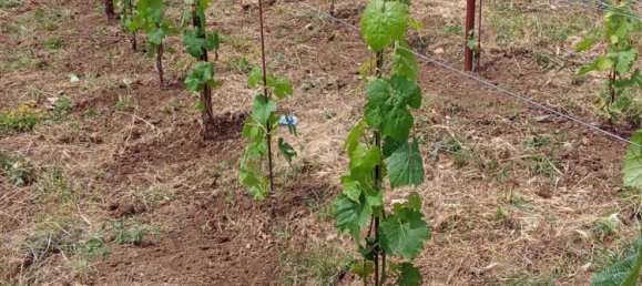 Grundstück in Tramonti, Italy 7500m², Nr. 280326 15