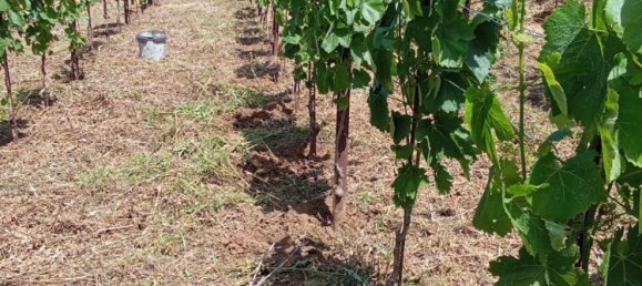 Grundstück in Tramonti, Italy 7500m², Nr. 280326 6