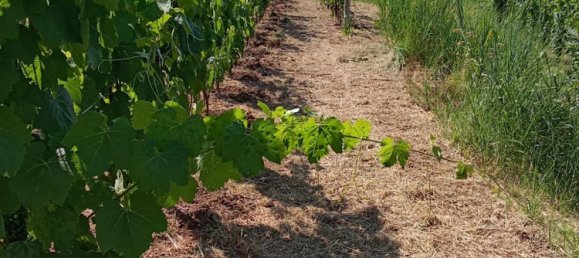 Grundstück in Tramonti, Italy 7500m², Nr. 280326 21