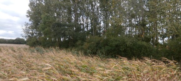  قطعة أرض في Saint-Georges-sur-la-Pree, France 2370متر مربع رقم 93417 5