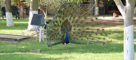 Вилла с 5 спальнями в Пиерия, Греция № 7406 12