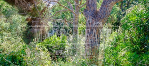 704m² Land in Tossa de Mar, Spain No. 11288 10