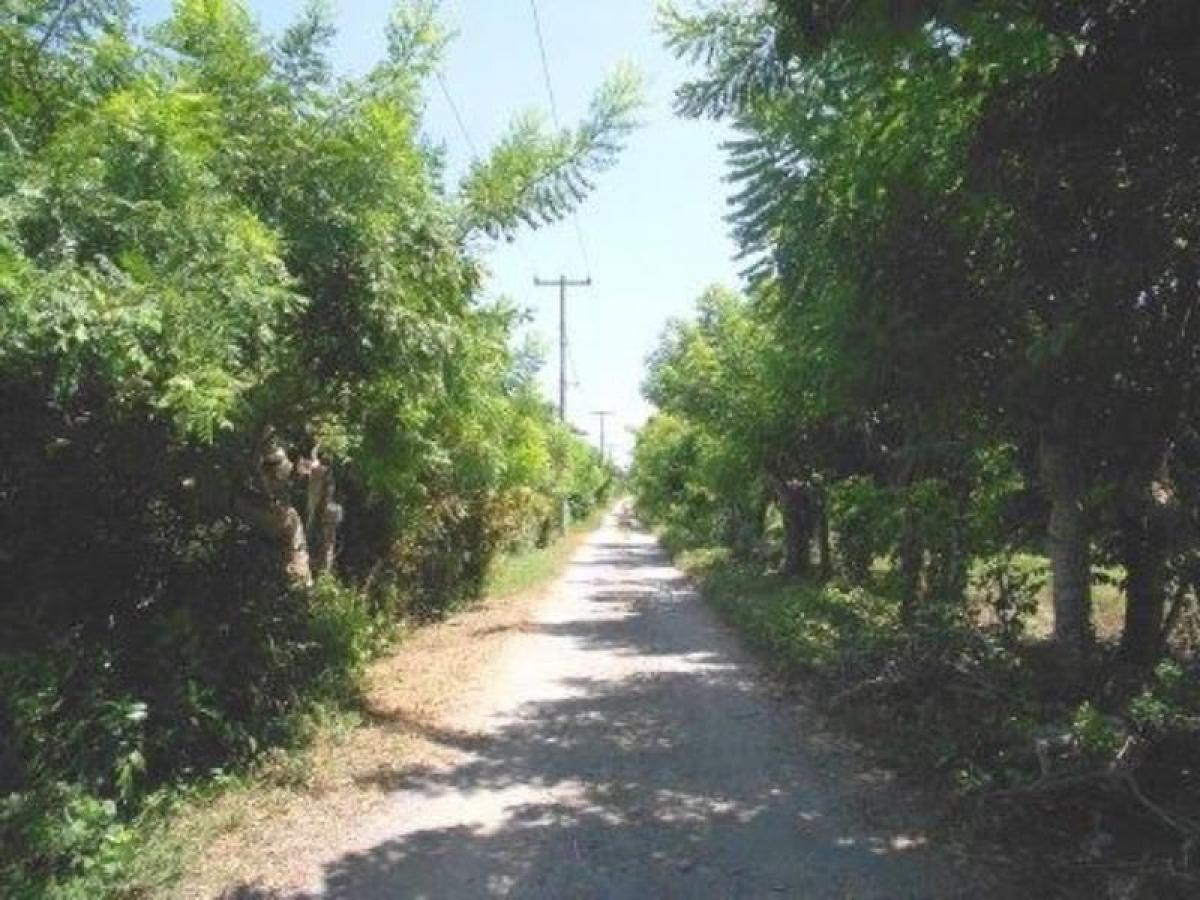 Terrain à Veracruz, Mexico No. 207135