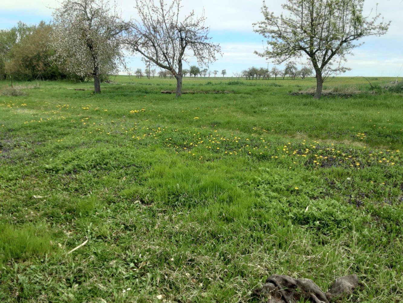  Land in Creglingen, Germany No. 244930