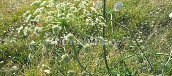 5 bedrooms House in Carrara, Italy No. 349461 13