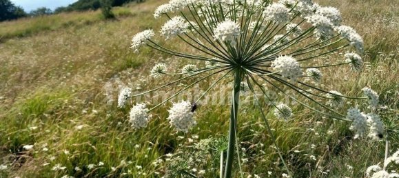 5 bedrooms House in Carrara, Italy No. 349461 12