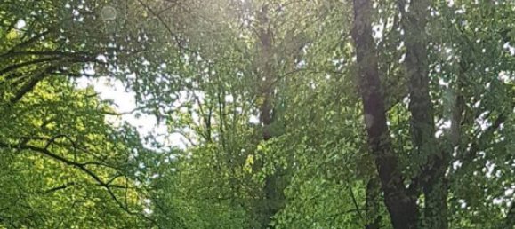  قطعة أرض في Nordwestmecklenburg, Germany رقم 167105 6