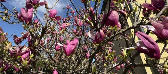 1 bedroom House in Mureck, Austria No. 185802 25