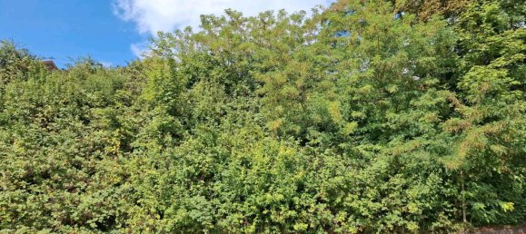 Terrain à Saarpfalz, Germany No. 240704 4