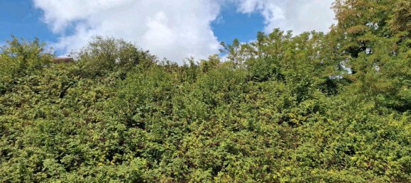 Terrain à Saarpfalz, Germany No. 240704 2