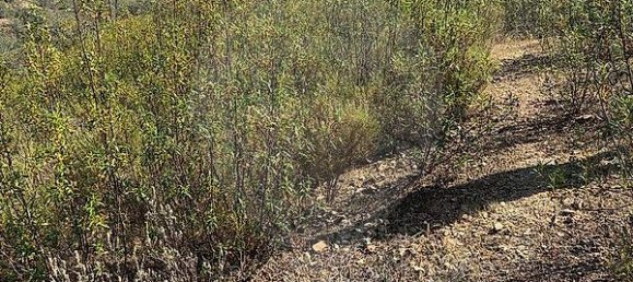 19560m² Land in Martim Longo, Portugal No. 46035 4