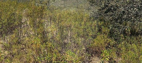 19560m² Land in Martim Longo, Portugal No. 46035 7