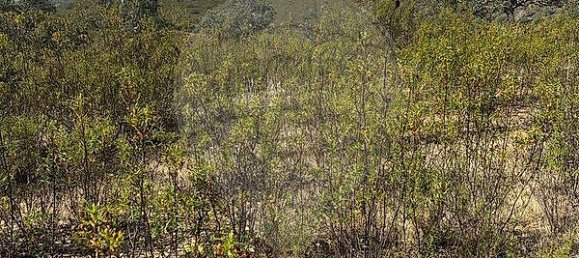 19560m² Land in Martim Longo, Portugal No. 46035 8