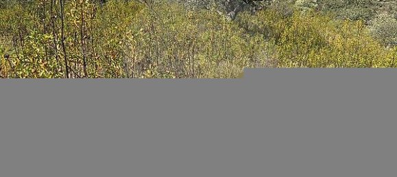 19560m² Land in Martim Longo, Portugal No. 46035 5