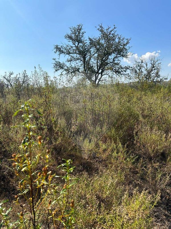 19560m² Land in Martim Longo, Portugal No. 46035