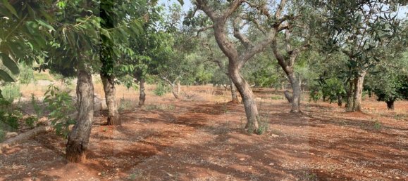 1 room Warehouse in Castellana Grotte, Italy No. 31191 11