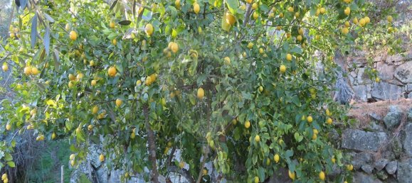 3 bedrooms House in Lourical do Campo, Portugal No. 175900 27