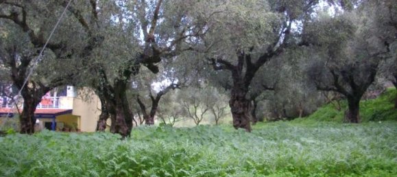  Hotel in Zakynthos, Greece No. 628 7