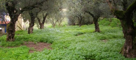  Hotel in Zakynthos, Greece No. 628 6