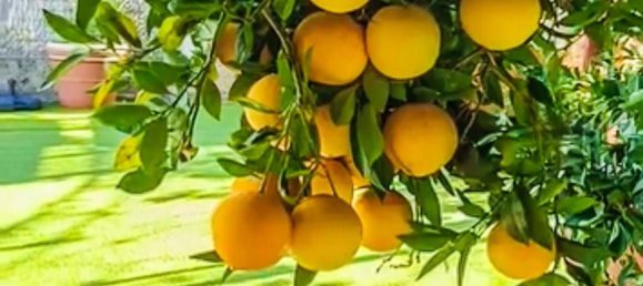 Terrain à San Miguel de Abona, Spain 8000m² No. 27687 22