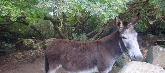 2-salle Maison à Arzachena, Italy No. 74672 46