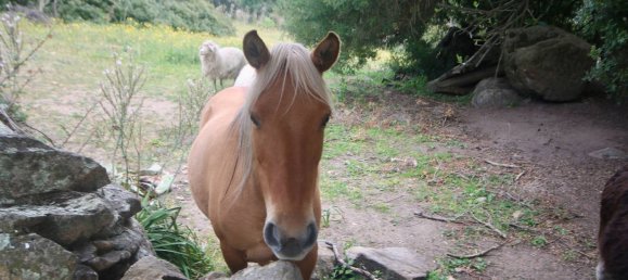 2-salle Maison à Arzachena, Italy No. 74672 2