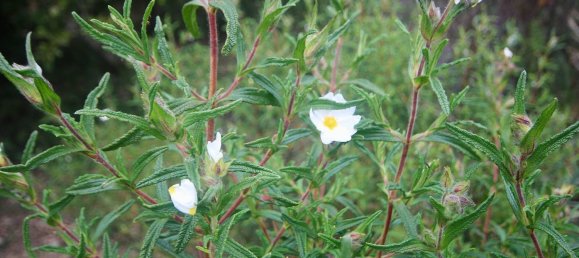 2-salle Maison à Arzachena, Italy No. 74672 22
