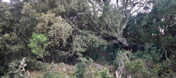 2-salle Maison à Arzachena, Italy No. 74672 39