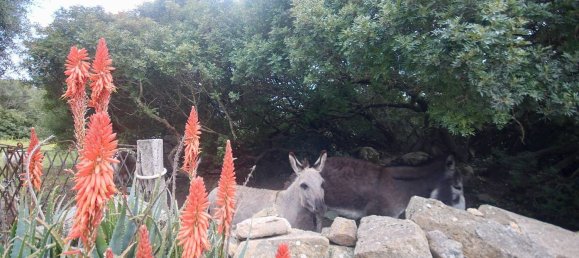 2-salle Maison à Arzachena, Italy No. 74672 33