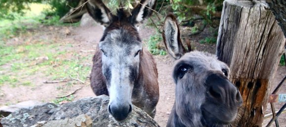 2-salle Maison à Arzachena, Italy No. 74672 31
