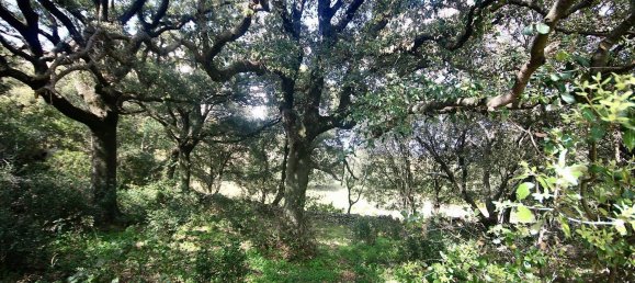 2-salle Maison à Arzachena, Italy No. 74672 12